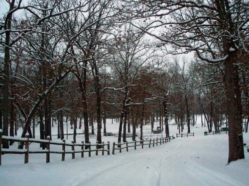 A snowy path winding through a forest of bare trees, with a wooden fence lining the way.
