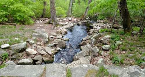 A serene stream flows through a rocky landscape, surrounded by lush green trees and foliage.