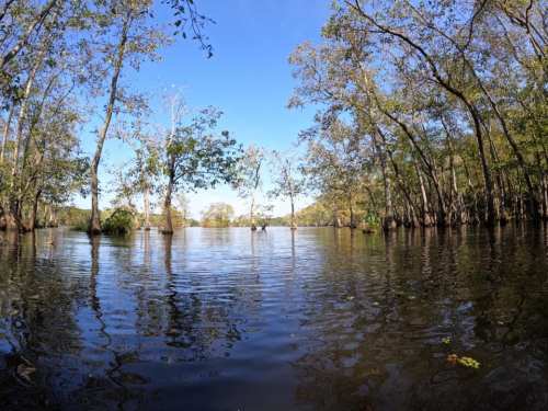 A serene water scene with trees reflecting in calm water under a clear blue sky.