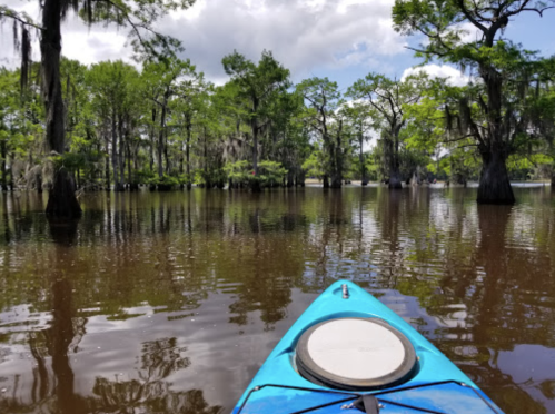 A blue kayak on calm water surrounded by lush green trees and cypress in a serene, natural setting.