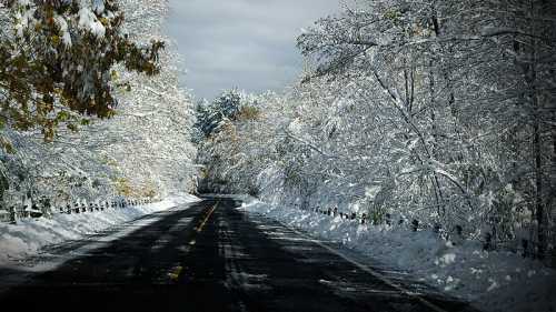 A snow-covered road flanked by trees blanketed in white, creating a serene winter landscape.