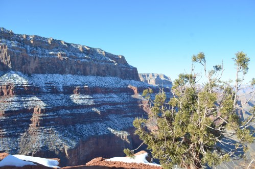 A snowy landscape of the Grand Canyon, showcasing layered rock formations and a green shrub in the foreground.