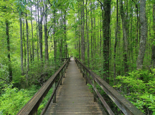 A wooden boardwalk winding through a lush green forest, surrounded by tall trees and vibrant foliage.