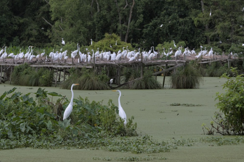 A serene wetland scene with a flock of white herons on a wooden platform and two herons in the foreground among greenery.