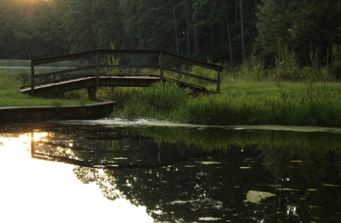A wooden bridge over a calm pond, surrounded by lush greenery and trees, reflecting the sunset.