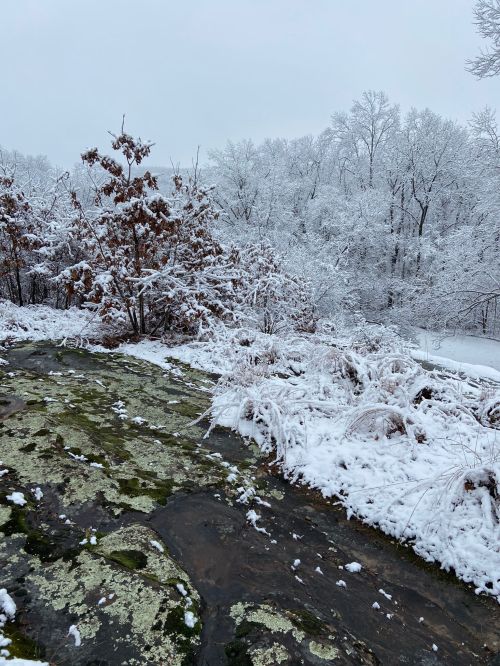 A snowy landscape featuring a rocky area with patches of moss, surrounded by trees covered in white snow.