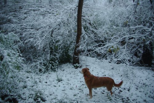 A golden dog stands in a snowy forest, surrounded by trees covered in white snow.