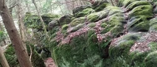 Moss-covered rocks surrounded by trees in a forested area.
