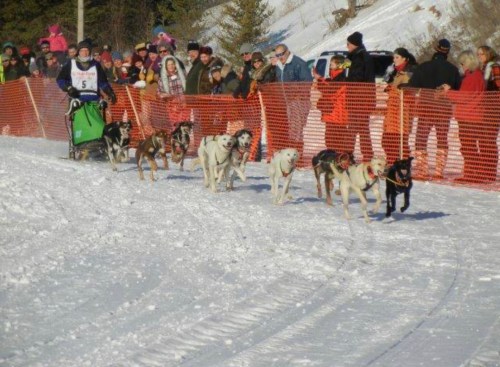 A dog sled team races through a snowy landscape, with a crowd watching behind a safety fence.