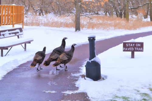 Four wild turkeys walking along a snowy paved trail, with a sign that says "Stay on Paved Trail" nearby.