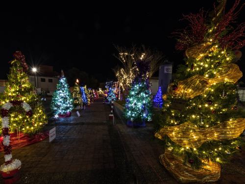 A festive display of decorated Christmas trees illuminated with colorful lights at night.