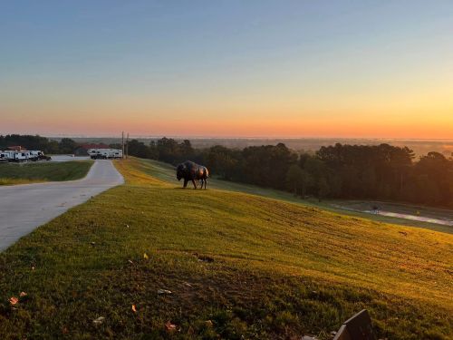 A buffalo grazes on a grassy hill at sunset, with a scenic view of the landscape and distant vehicles.