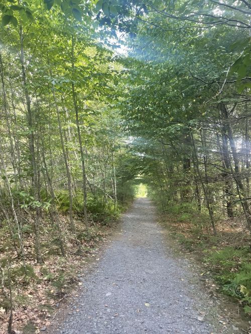 A gravel path winds through a lush green forest, surrounded by tall trees and dappled sunlight.