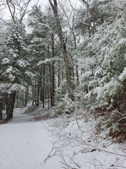 A snowy forest path surrounded by tall trees, with snow gently falling and covering the ground.