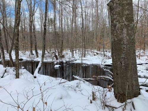 A serene winter scene with a partially frozen stream surrounded by bare trees and snow-covered ground.