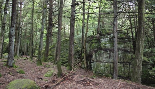 A serene forest scene with tall trees, moss-covered rocks, and a natural path through the greenery.