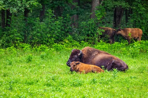 A bison and its calf resting on green grass, surrounded by trees and other bison in the background.