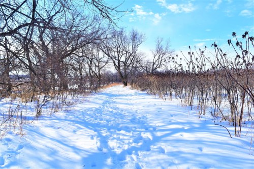A snowy path winds through a winter landscape, flanked by bare trees and dried plants under a bright blue sky.