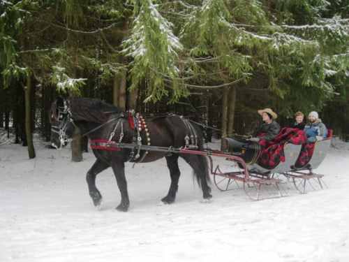 A horse-drawn sleigh carries two people through a snowy forest, surrounded by tall evergreen trees.