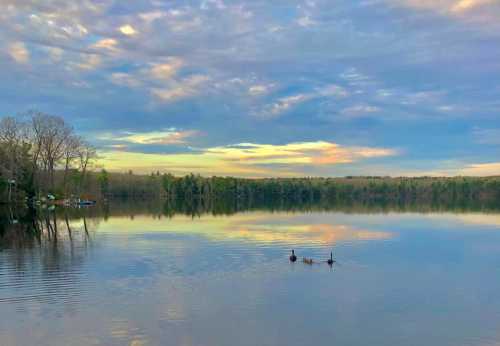 A serene lake at sunset, with two swans gliding on the water and trees reflecting in the calm surface.