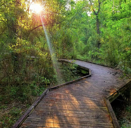 A winding wooden path through lush greenery, with sunlight streaming through the trees.