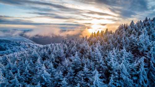 A snowy forest at sunrise, with frosted trees and a cloudy sky illuminating the landscape.