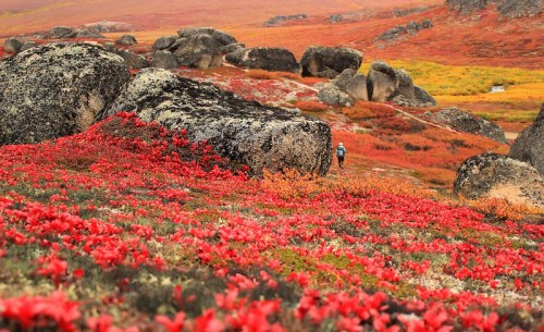 A vibrant landscape of red foliage and large rocks, with a person walking in the distance amidst autumn colors.
