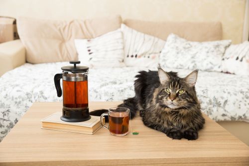 A cozy scene with a cat lounging on a table next to a French press and a cup of tea, with a soft sofa in the background.