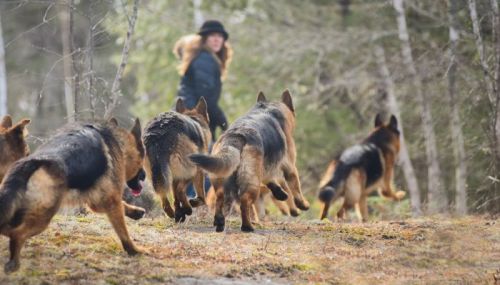 A woman in a hat walks with a group of German Shepherds in a forested area.