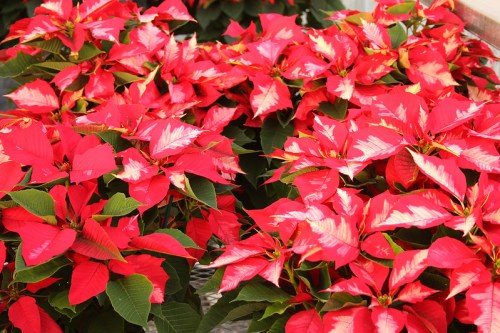 Vibrant red poinsettia plants with green leaves, creating a lush, festive display.