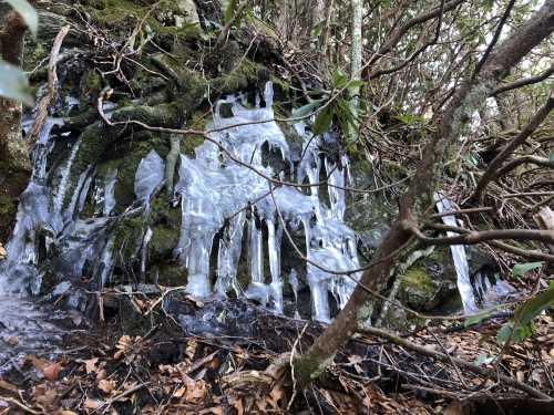 Icicles hang from a moss-covered rock, surrounded by trees and fallen leaves in a forest setting.