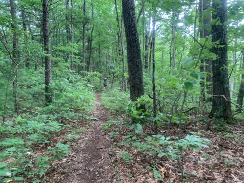 A narrow dirt path winds through a lush green forest, with trees and foliage surrounding the trail.