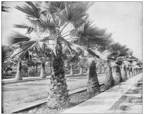 A row of palm trees lining a sidewalk, with a clear sky in the background.