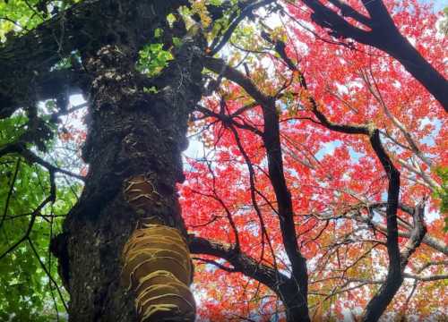 A tree trunk with peeling bark, surrounded by vibrant red and green leaves against a bright sky.