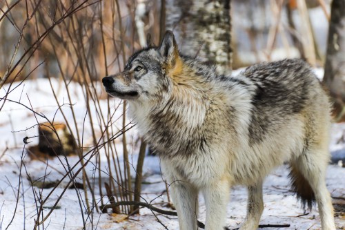 A gray wolf stands among sparse trees and snow, looking attentively to the side.