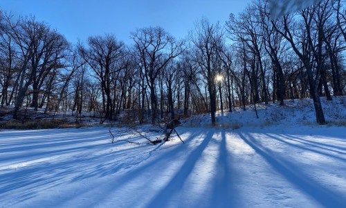 A snowy landscape with bare trees casting long shadows under a bright blue sky and sunlight peeking through the branches.