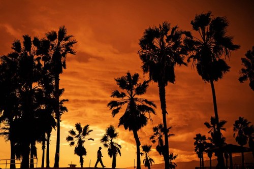 Silhouette of a person walking among palm trees against a vibrant orange sunset sky.