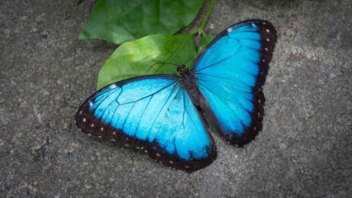 A vibrant blue butterfly with black edges resting on a green leaf against a textured gray surface.