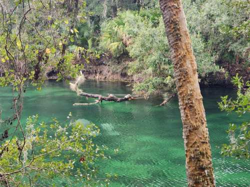 A serene, green river surrounded by lush trees and foliage, with a fallen log partially submerged in the water.