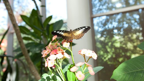 A butterfly perched on pink flowers in a bright, green indoor garden. Sunlight filters through nearby windows.