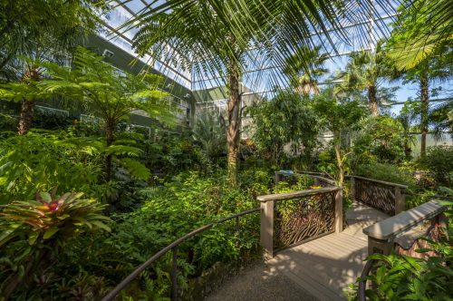 Lush indoor garden with tropical plants and a wooden walkway under a glass roof. Bright and vibrant greenery surrounds.