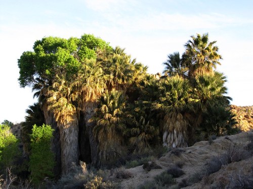 A cluster of palm trees and lush greenery against a clear sky in a desert landscape.