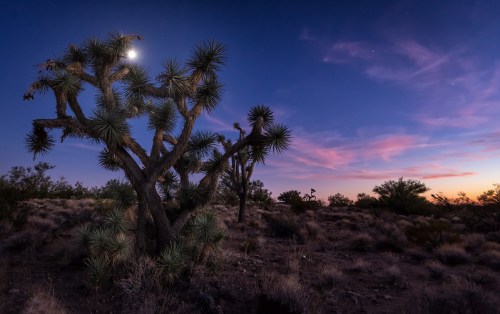 A silhouetted Joshua tree against a twilight sky with a crescent moon and soft pink clouds.