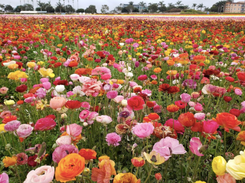 A vibrant field of colorful flowers in various shades, including pink, red, and yellow, under a clear sky.