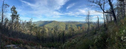 A panoramic view of a lush green landscape with rolling hills and a blue sky, featuring some charred trees from a fire.