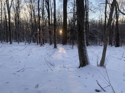 A snowy forest scene at sunset, with tall trees casting long shadows on the ground.