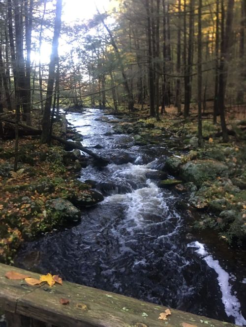 A serene forest scene featuring a flowing creek surrounded by trees and rocks, with autumn leaves scattered on the ground.
