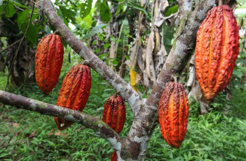 Cacao pods hanging from a tree in a lush green environment, showcasing vibrant orange and red colors.