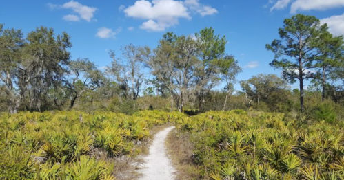 A winding dirt path through lush greenery and trees under a bright blue sky with scattered clouds.