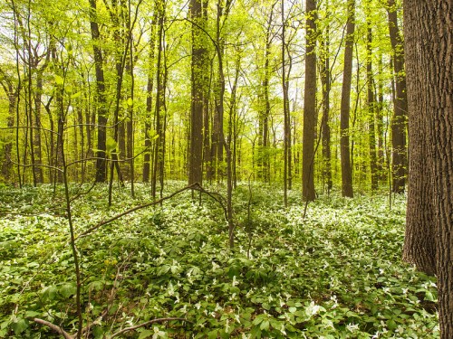 Lush green forest with tall trees and a carpet of vibrant foliage covering the ground. Sunlight filters through the leaves.